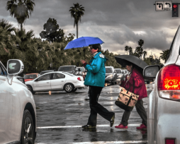 Как работает закон о непредоставлении преимущества в движении пешеходам