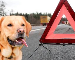Что делать, если сбил собаку или кошку